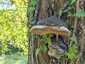 Parázstapló (Phellinus igniarius), Balaton-felvidék